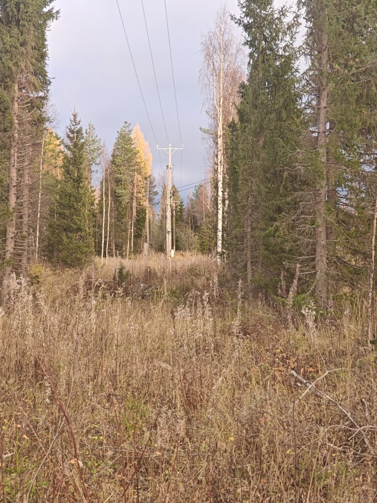 Sähkölinja metsän keskellä